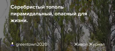 Иллюстрация Тополь серебристый в стиле живопись, книжная графика,