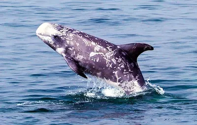 Серый дельфин фото 60 фото