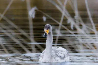 Молодой серый лебедь плывет по воде Дикая природа, молодой лебедь серый  Стоковое Фото - изображение насчитывающей пер, серо: 157351034