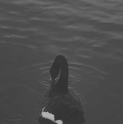 Два лебедя, плывущие по воде, погруженной в туман, в стиле успокаивающей  симметрии | Премиум Фото