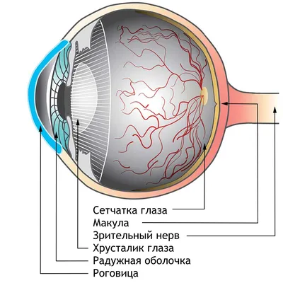 Сетчатка глаза фото фото