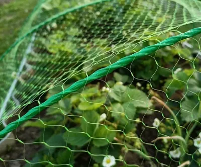 Садовая сетка от птиц 2х10 м \"Interlok\", ячейка 20х20 мм, для защиты урожая  — купить в Москве | Гарантия лучшей цены