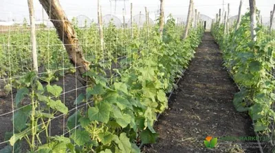 Выращивание огурцов на шпалерной сетке или шпагате