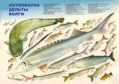 Рыба муксун: описание, виды - Frost Fish