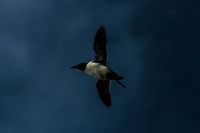 Птицы севера | Пикабу