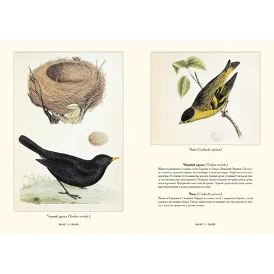 Северные птицы Gannet стоковое фото. изображение насчитывающей напольно -  80284132
