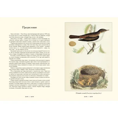 северные американские птицы установили мультипликационный персонаж 5  Иллюстрация вектора - иллюстрации насчитывающей вихрун, американская:  267382973