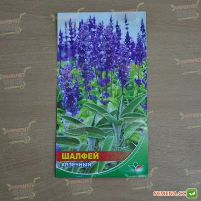 Шалфей испанский Чиа (Salvia Hispanica)