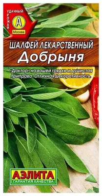 Шалфей дубравный семена купить в спб — купить по низкой цене на Яндекс  Маркете