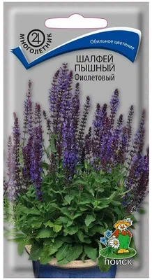 Семена шалфея Пышный фиолетовый — купить по низкой цене на Яндекс Маркете