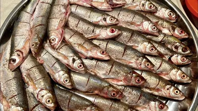 Рыба шамайка: описание и фото | Рыбалка Лучший отдых | Дзен