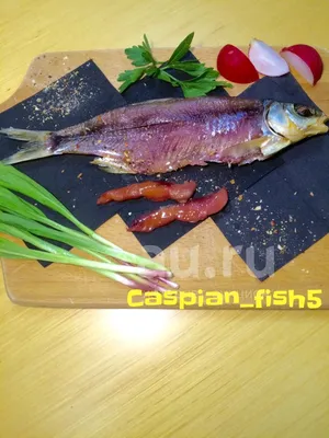 Рыба шамайка фото и описание