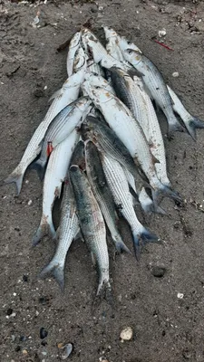 Рыба шамайка (шемая азовская) (25 фото): внешний вид и места обитания,  наказание за браконьерство, видео