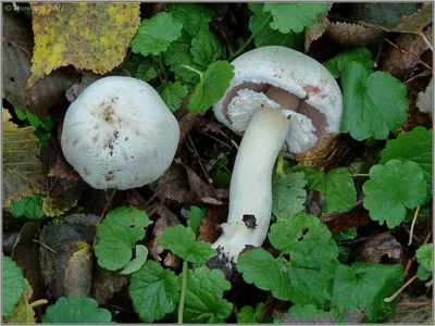 Шампиньон лесной гладенький (Agaricus silvicola) фотографии, видео и истории