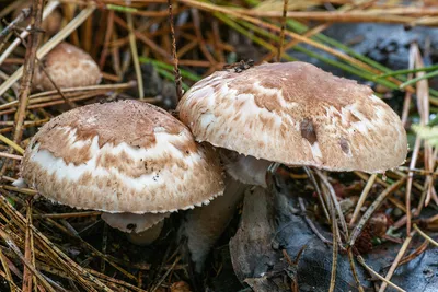 Шампиньон лесной (Agaricus sylvaticus) – Грибы Сибири [Вложение: 18667]