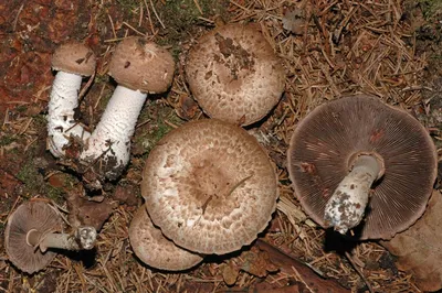 Шампиньон лесной (Благушка) (Agaricus silvaticus) фото и описание | Грибы,  Шампиньоны, Семена