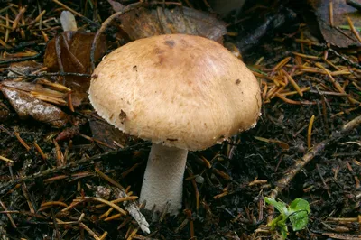 Agaricus sylvaticus, Шампиньон лесной (благуша)