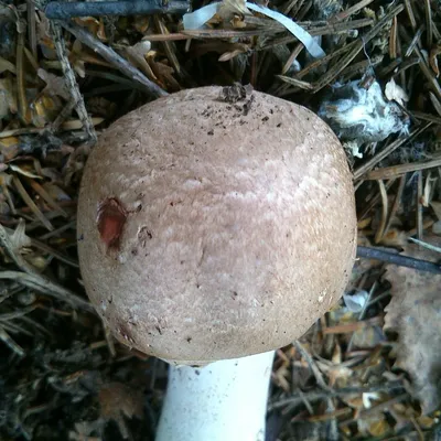 Шампиньон лесной (Благушка) (Agaricus silvaticus) фото и описание