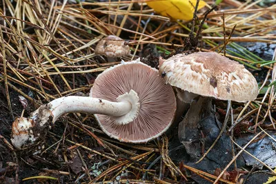 Шампиньон лесной (Agaricus sylvaticus) – Грибы Сибири [Вложение: 18668]