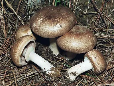 Шампиньон лесной (Agaricus silvaticus) описание фото