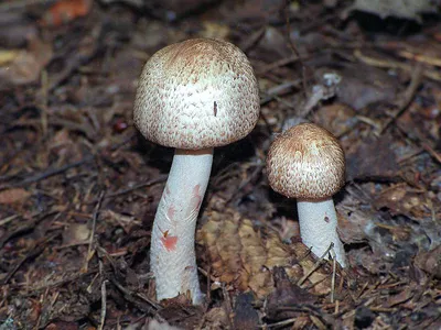 Вячеслав Степанов: Грибы Калужской области - Шампиньон лесной (Agaricus  silvaticus)