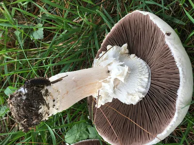 Шампиньон полевой (лат. Agaricus arvensis)