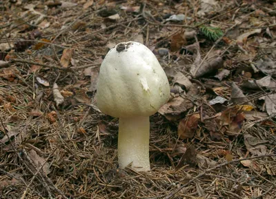 Agaricus sylvicola, Шампиньон перелесковый