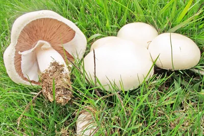 Ложный шампиньон – опасный двойник настоящего: как определить, как выглядят  похожие грибы, как отличить, как распознать по фото и описанию