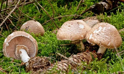 Шампиньон лесной (Agaricus silvaticus)