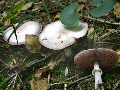 Фотокаталог грибов: Шампиньон лесной гладенький (Agaricus silvicola)