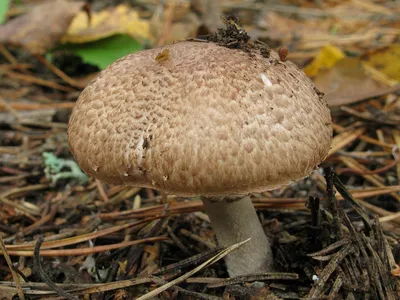 Фотокаталог грибов: Шампиньон лесной (Agaricus sylvaticus)
