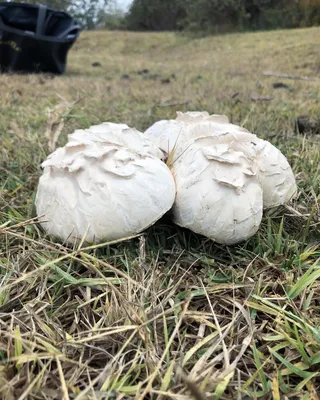 Мицелий Шампиньона лесного (Agaricus silvaticus)