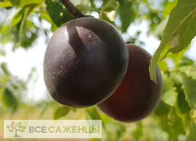 Купить Шарафуга, Априум - цена на саженцы и крупномеры.