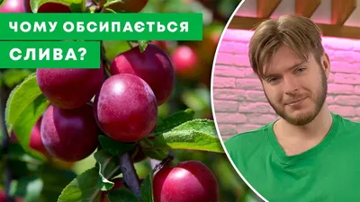 Дерево-сад Слива \"Шарафуга+Блю Фри\" купить почтой в Одессе, Киеве, Украине  | Agro-Market