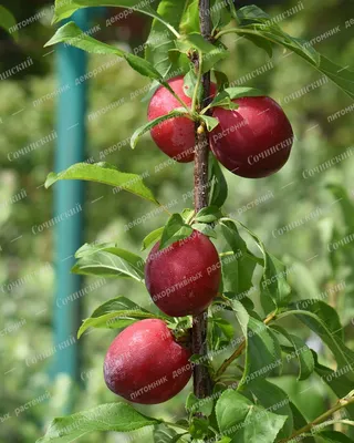 Шарафуга (Nectacotum) 10л - Сочинский питомник декоративных растений