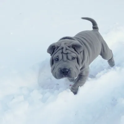 Пропала собака Шарпей, голубого окраса, Володарск, Нижегородская обл. |  Pet911.ru