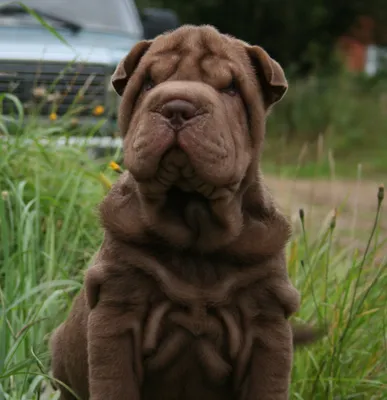 Shar-pei Lovers Club КЛУБ ЛЮБИТЕЛЕЙ ШАРПЕЕВ | Facebook