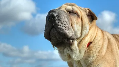 Щенки на Продажу - Золото Поволжья sharpei-zoloto povolzhya.jimdo.com