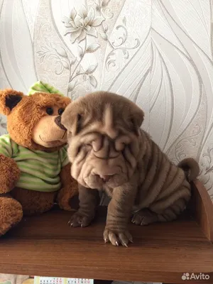 https://www.doska.by/msg/animals/dogs/shar-pei/acnoj.html