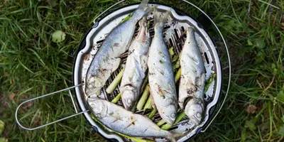 Шашлык из рыбы на мангале: топ-5 вариантов приготовления