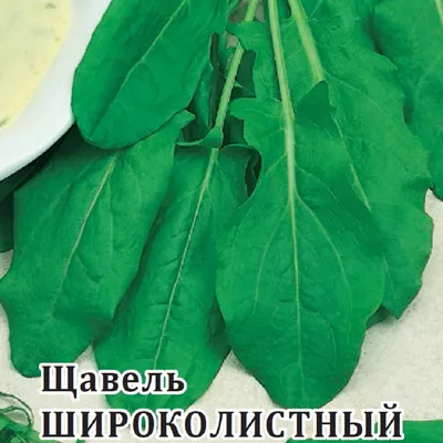 Семена Щавель Широколистный 100 ШТ | AliExpress