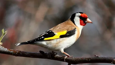Щегол - «Очень красивая птица, приятно поет, приручается, можно содержать  вместе с другими маленькими птичками. Фокус с \"дохлым щеглом\"» | отзывы