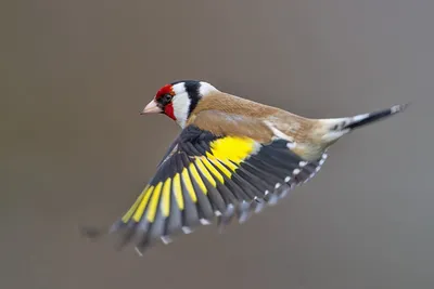 Черноголовый щегол - певчая птица (European goldfinch) - YouTube