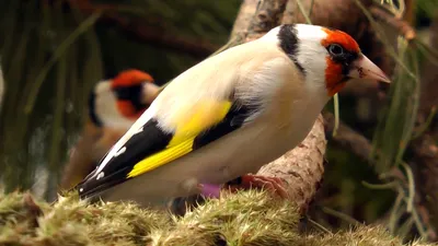 Черноголовый щегол — птичий символ 2018 года в Беларуси |  Природно-экологический музей
