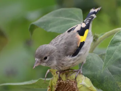 Голоса птиц Как поёт Щегол Carduelis carduelis - YouTube