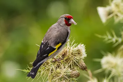 Goldfinch life - Birds of Russia - Movie 50 (Carduelis carduelis) - YouTube
