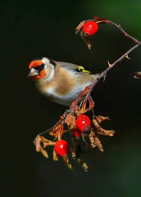 Птица Goldfinch (щегол щегла) Стоковое Фото - изображение насчитывающей  мало, щегол: 40405732
