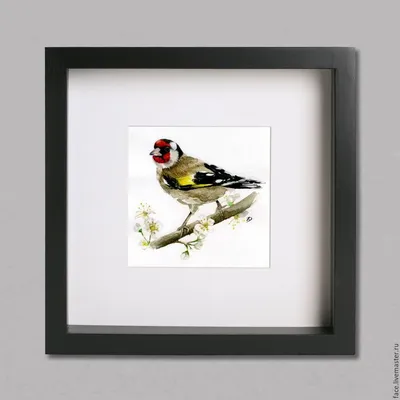 Европейская птица Goldfinch, щегол щегла, садилась на насест ел S Стоковое  Изображение - изображение насчитывающей съешьте, сезонно: 132326997