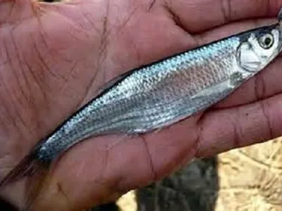 Уклейка (Щеклея) - описание рыбы и способы ловли - Заметки рыболова