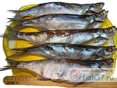 Чехонь вяленая – жирная и крупная рыбка с доставкой от 1350 руб/кг